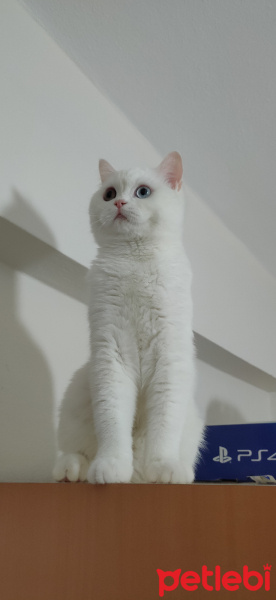 Chinchilla, Kedi  Şila fotoğrafı