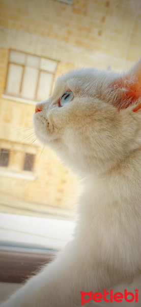 Chinchilla, Kedi  Şila fotoğrafı