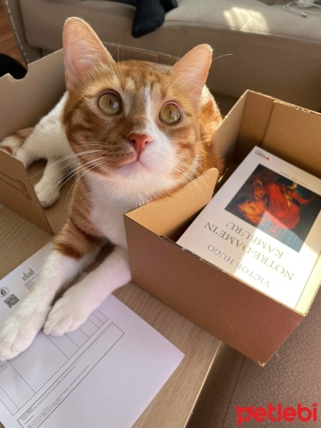 Sarman, Kedi  Leo fotoğrafı