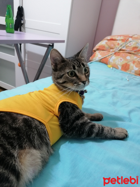 Tekir Kedi, Kedi  İncir fotoğrafı