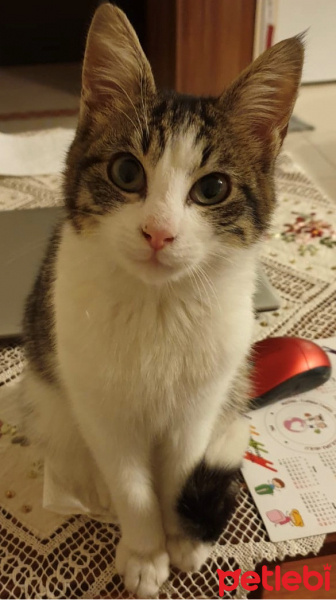 Tekir Kedi, Kedi  LOKİ fotoğrafı