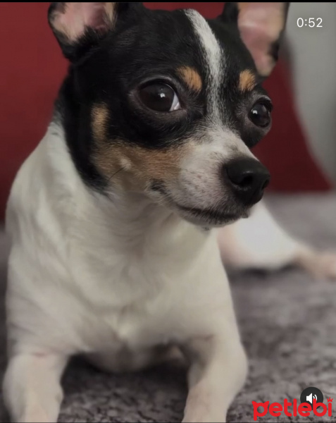 Minyatür Pinscher, Köpek  Sisi fotoğrafı