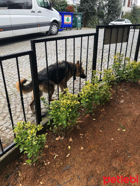 Alman Çoban Köpeği, Köpek  kurt fotoğrafı