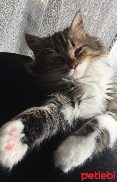 Norwegian Forest, Kedi  Kuzey fotoğrafı