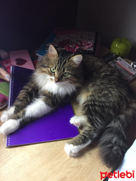 Norwegian Forest, Kedi  Kuzey fotoğrafı
