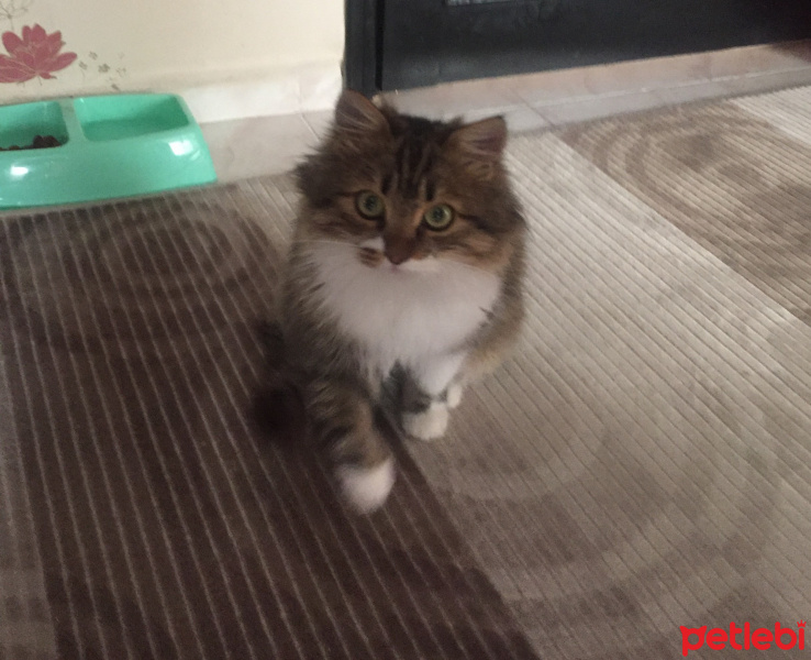 Norwegian Forest, Kedi  Kuzey fotoğrafı