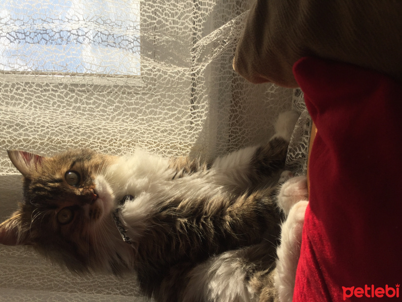 Norwegian Forest, Kedi  Kuzey fotoğrafı