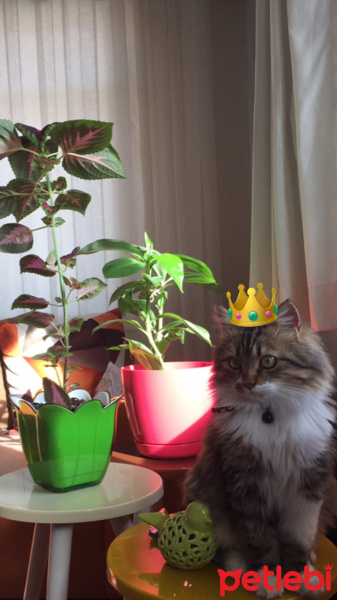 Norwegian Forest, Kedi  Kuzey fotoğrafı