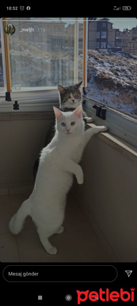 Van Kedisi, Kedi  Duman Pamuk fotoğrafı