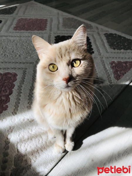 British Shorthair, Kedi  Afacan fotoğrafı