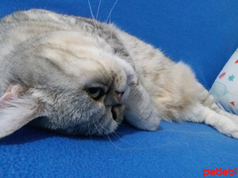 British Shorthair, Kedi  Barut fotoğrafı