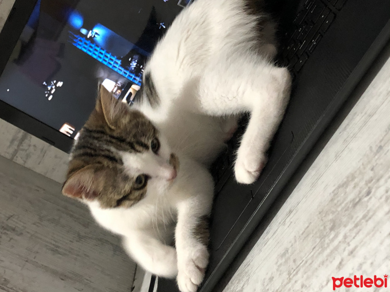 Tekir Kedi, Kedi  Badem fotoğrafı