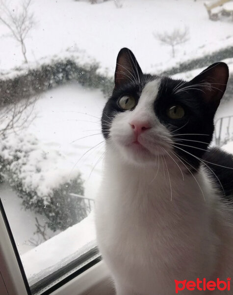 Tuxedo (Smokin) Kedi, Kedi  Zühtü fotoğrafı