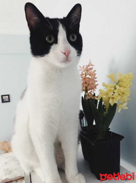 Tuxedo (Smokin) Kedi, Kedi  Zühtü fotoğrafı