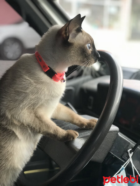 Siyam Kedisi, Kedi  Sakız fotoğrafı