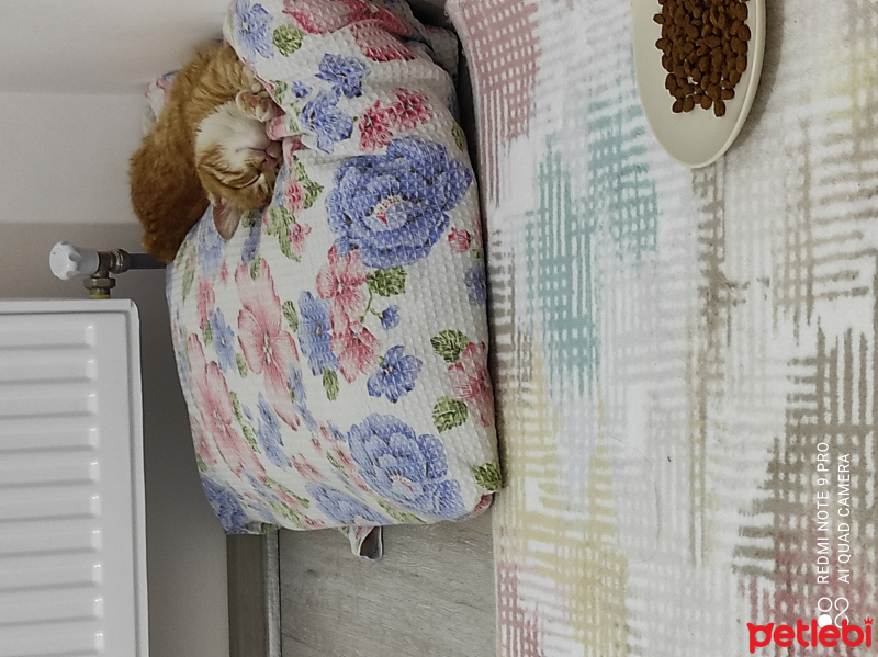 Sarman, Kedi  Sari fotoğrafı