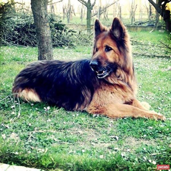 Alman Çoban Köpeği, Köpek  Rad fotoğrafı