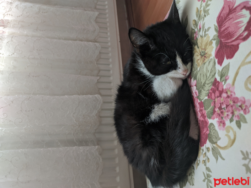 Tuxedo (Smokin) Kedi, Kedi  Katu fotoğrafı