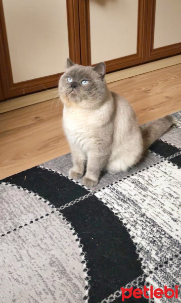 Colorpoint Shorthair, Kedi  Narkoz fotoğrafı