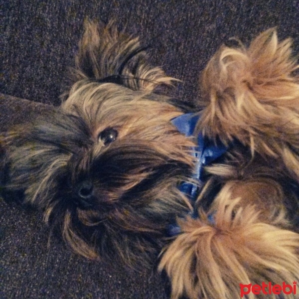Yorkshire Terrier, Köpek  Tarçın fotoğrafı