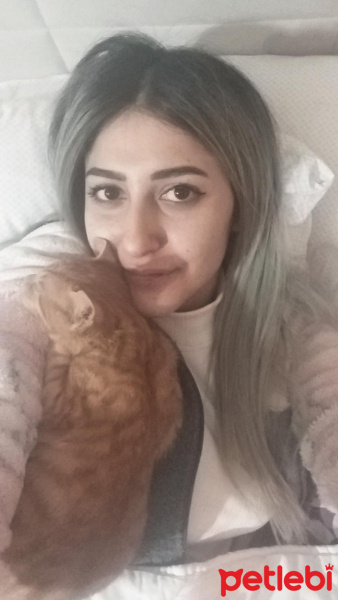 Sarman, Kedi  Kömbe fotoğrafı