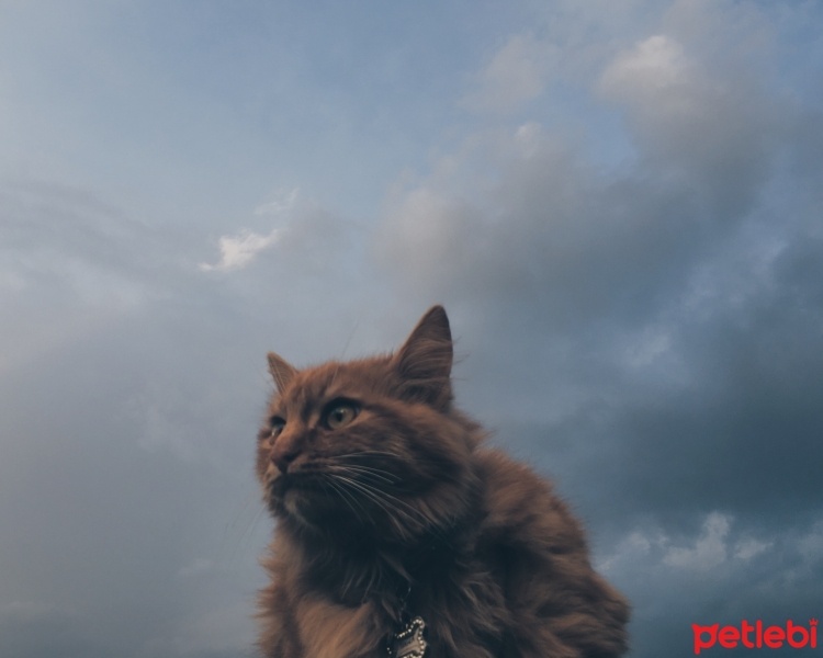 Tekir Kedi, Kedi  Tekila fotoğrafı