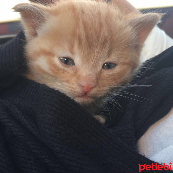 Tekir Kedi, Kedi  Tekila fotoğrafı