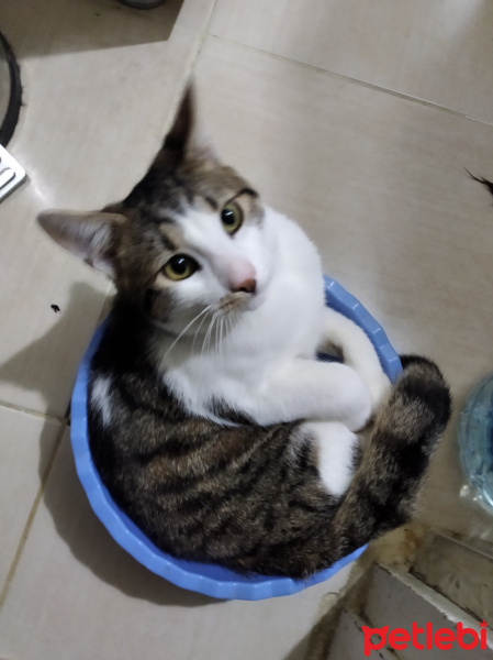 Tekir Kedi, Kedi  Atakan fotoğrafı