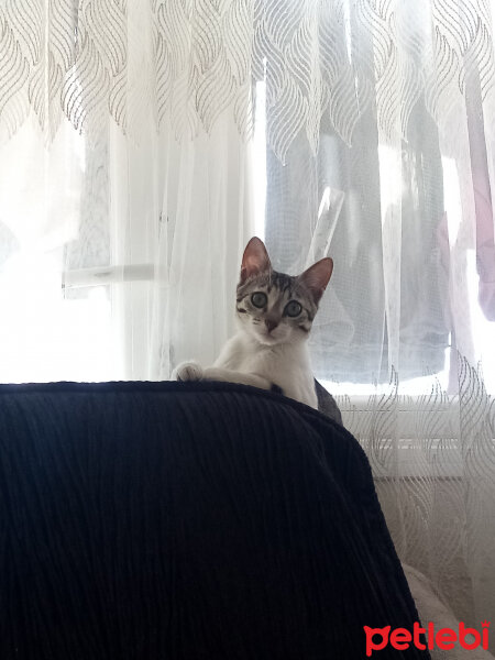 Tekir Kedi, Kedi  Tofu fotoğrafı