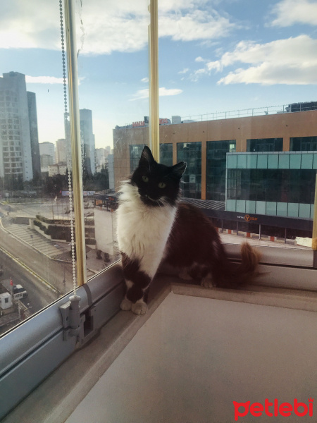 Tuxedo (Smokin) Kedi, Kedi  Bihter fotoğrafı