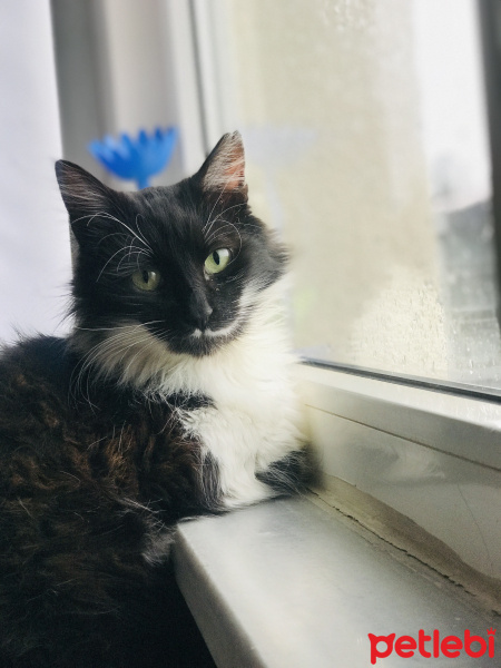 Tuxedo (Smokin) Kedi, Kedi  Bihter fotoğrafı