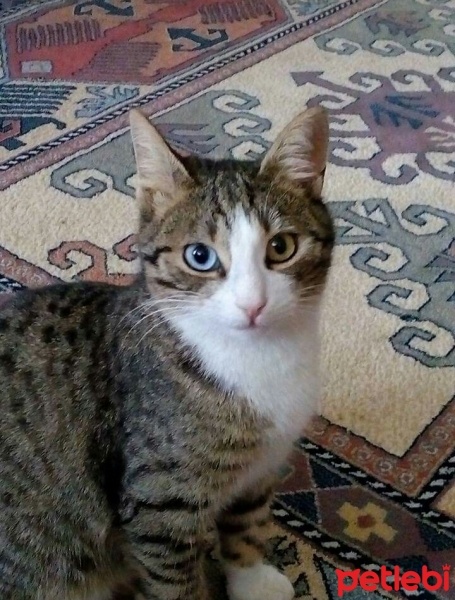 Tekir Kedi, Kedi  Fıstık fotoğrafı