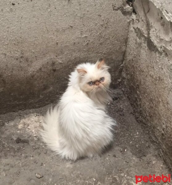 Himalayan, Kedi  Paris fotoğrafı