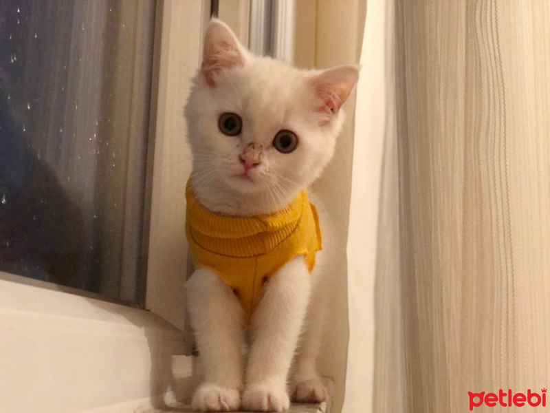 British Shorthair, Kedi  mia fotoğrafı