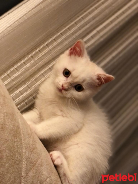 British Shorthair, Kedi  mia fotoğrafı