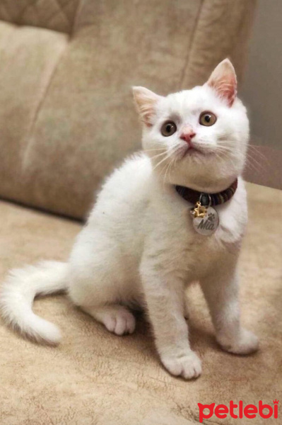 British Shorthair, Kedi  mia fotoğrafı