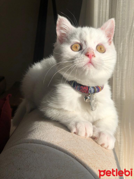 British Shorthair, Kedi  mia fotoğrafı