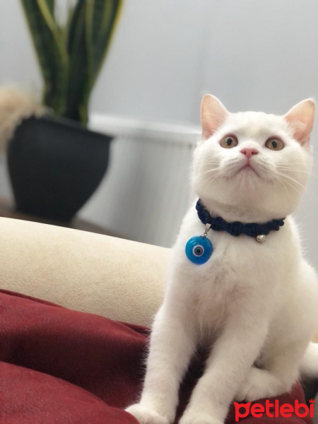 British Shorthair, Kedi  mia fotoğrafı
