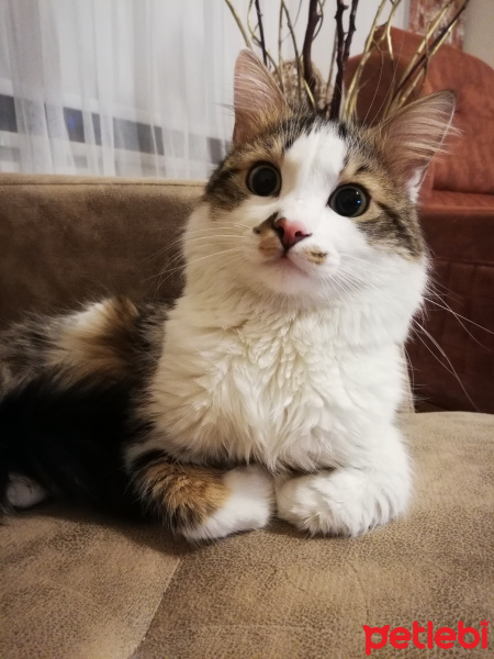 Tekir Kedi, Kedi  Luna fotoğrafı