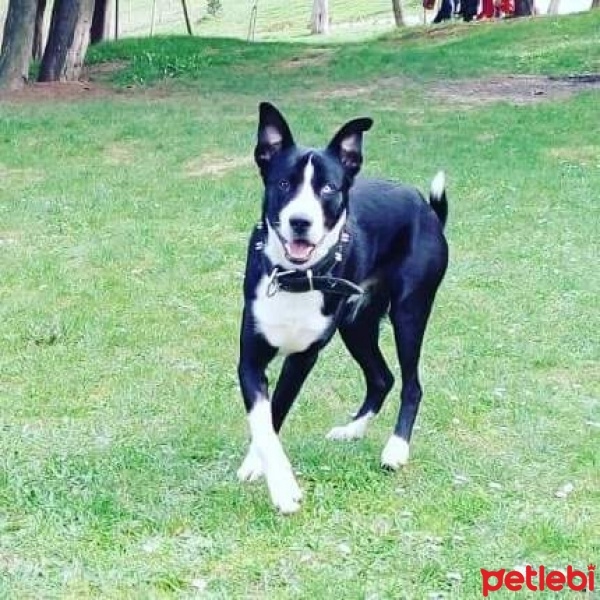 Sibirya Kurdu (Husky), Köpek  Harley fotoğrafı