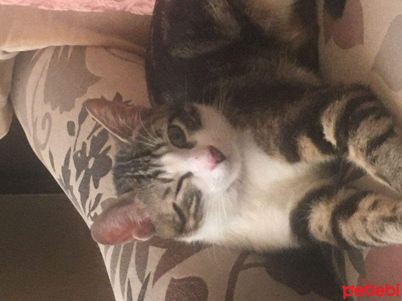 Tekir Kedi, Kedi  Kamil fotoğrafı