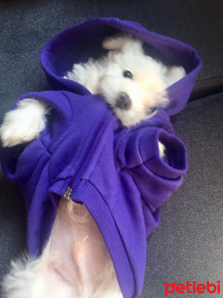 Maltese, Köpek  Bobi fotoğrafı