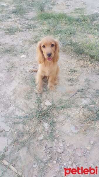 Amerikan Cocker Spaniel, Köpek  Pati fotoğrafı