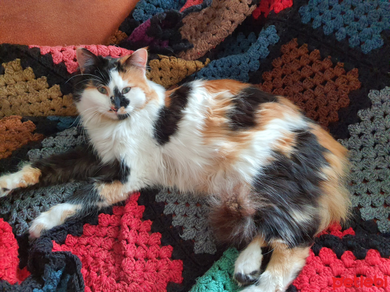 Tekir Kedi, Kedi  Héloïse fotoğrafı
