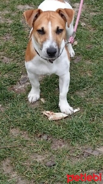 Jack Russell Terrier, Köpek  Maylo fotoğrafı