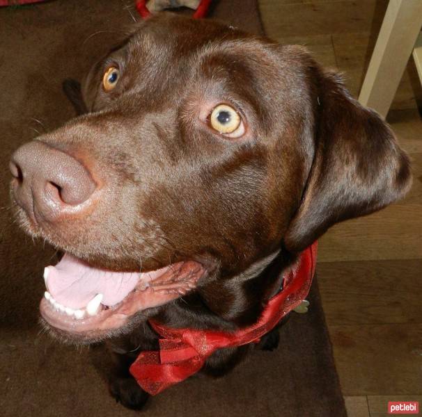 Labrador Retriever, Köpek  soil fotoğrafı