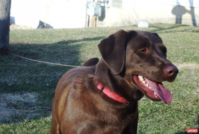 Labrador Retriever, Köpek  soil fotoğrafı