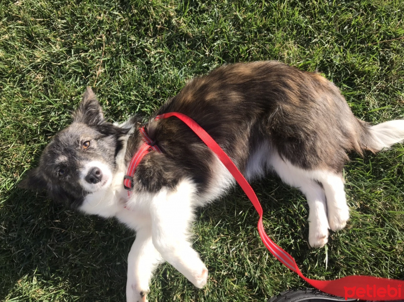 Border Collie, Köpek  Fındık fotoğrafı