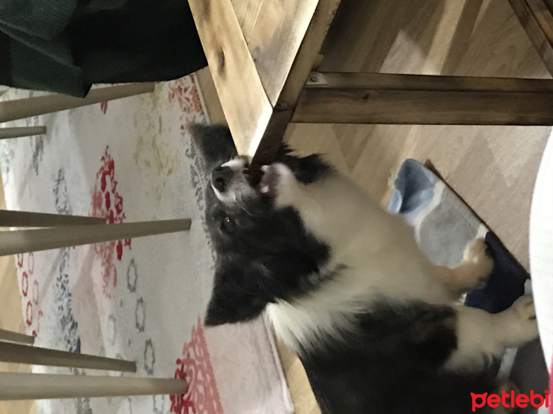 Border Collie, Köpek  Fındık fotoğrafı