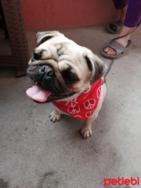 Pug, Köpek  Lokum fotoğrafı